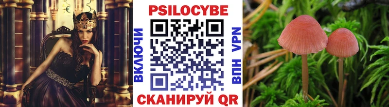Галлюциногенные грибы Psilocybe  купить   Чкаловск 